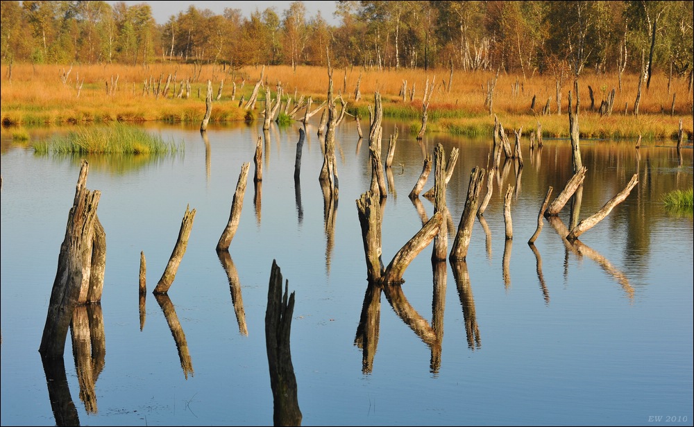 acomp duvens.brook 0671