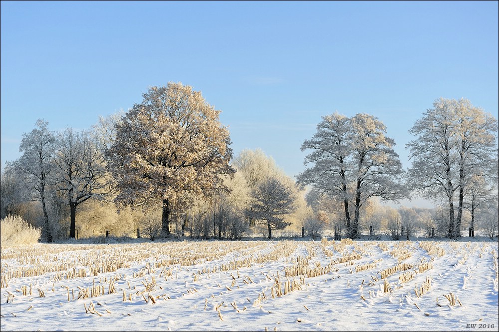 acomp Hasenmoor 0893