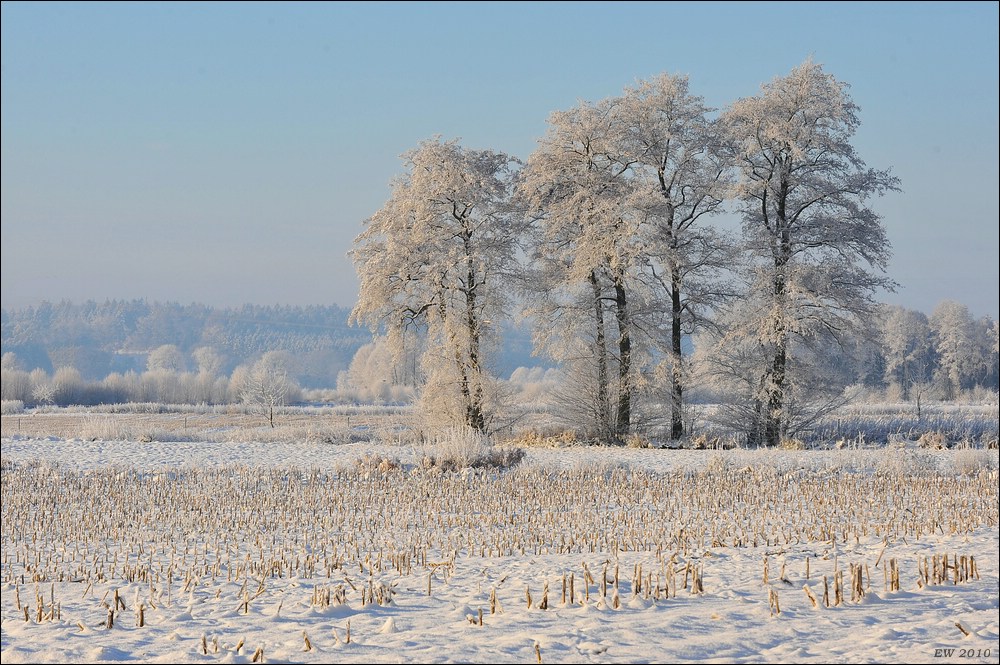acomp Hasenmoor 0995