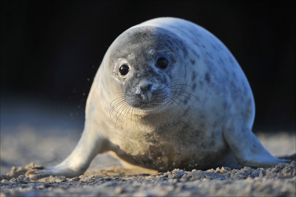 acomp Helgoland 20111230 0806