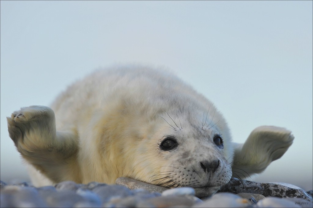 acomp Helgoland 20111230 3079