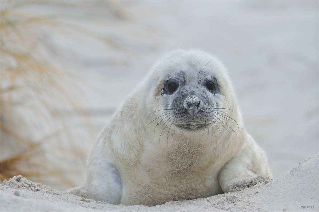 acomp Helgoland 20111231 5157