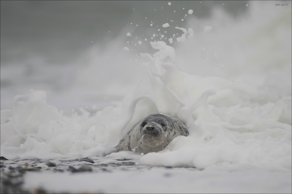 acomp Helgoland 20111231 6532
