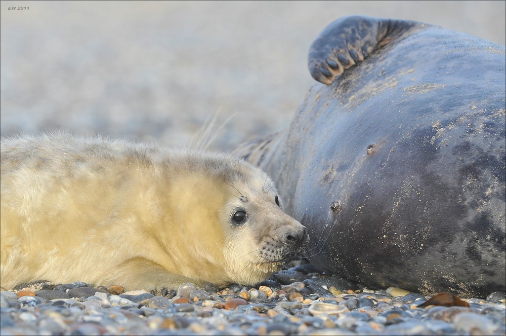 acomp Helgoland 20120101 10069