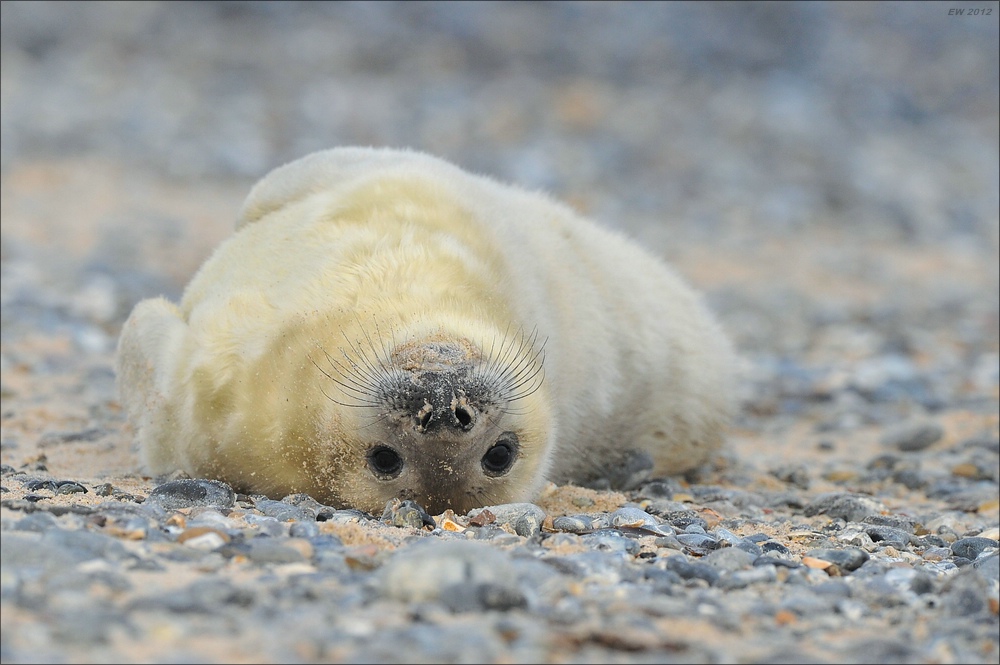 acomp Helgoland 20120101 10463