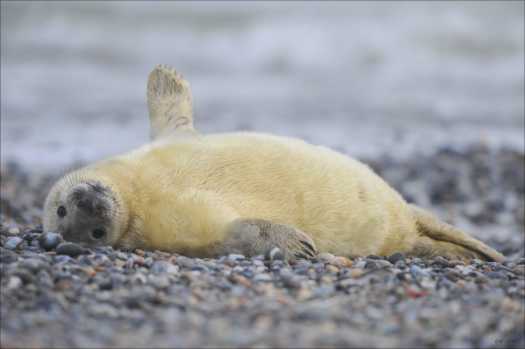 acomp Helgoland 20120101 8855