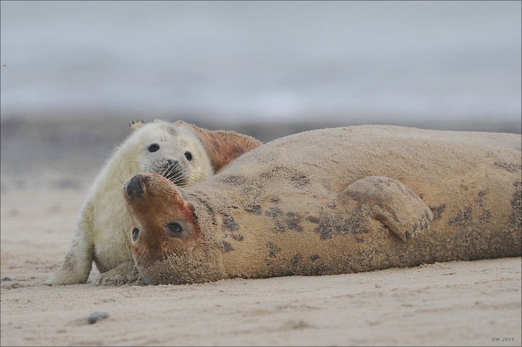 acomp Helgoland 20120102 11701