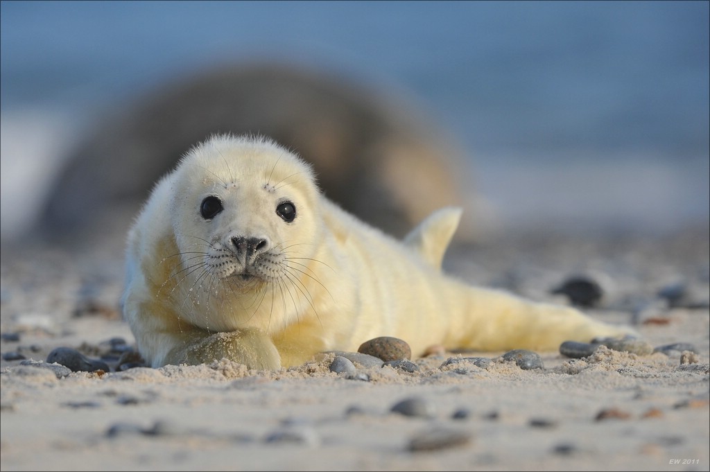 acomp Helgoland 20120102 12461