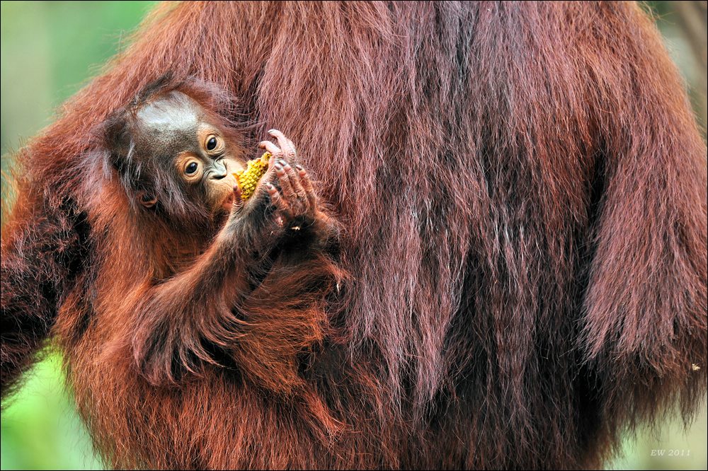 acomp indonesia 20110614 14347