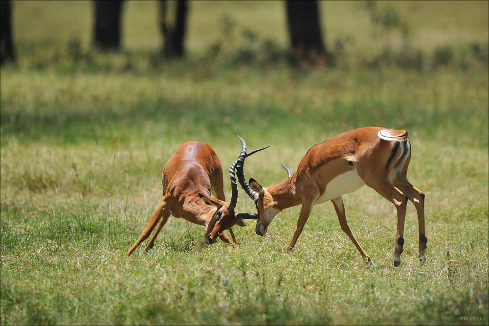 acomp Kenia 20111011 00464