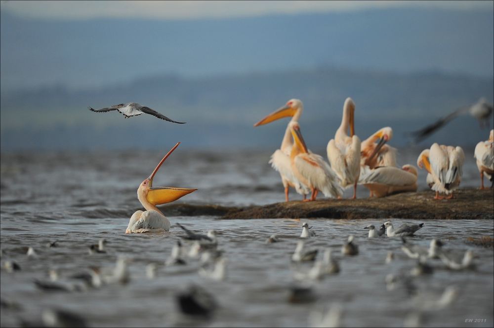 acomp Kenia 20111011 01100