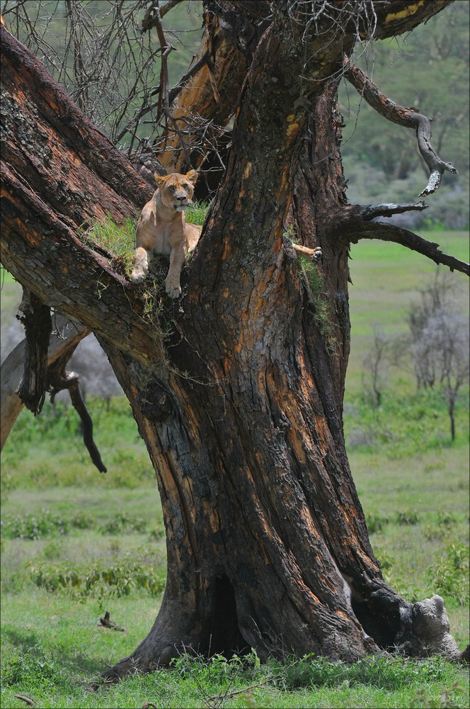 acomp Kenia 20111011 01748
