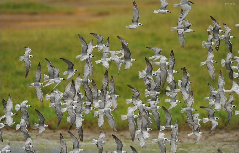 acomp Kenia 20111012 03255