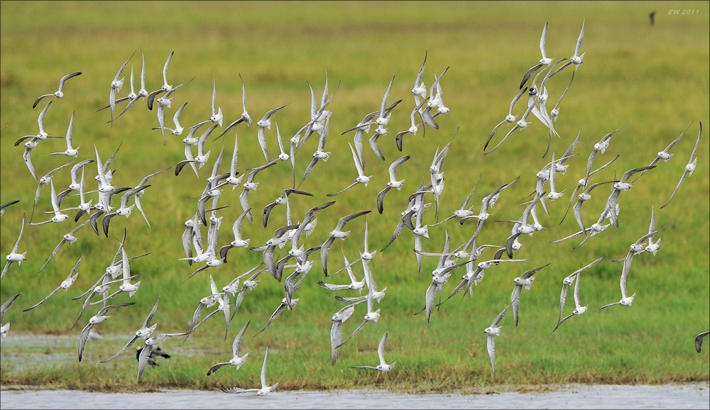 acomp Kenia 20111012 03267