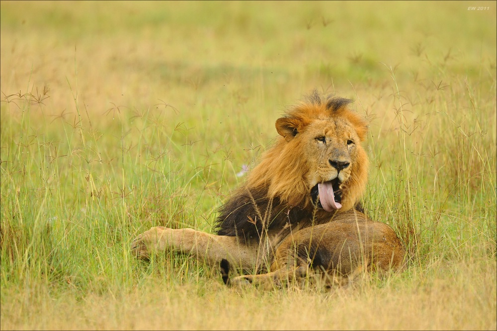 acomp Kenia 20111012 03746