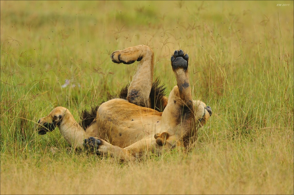 acomp Kenia 20111012 03784