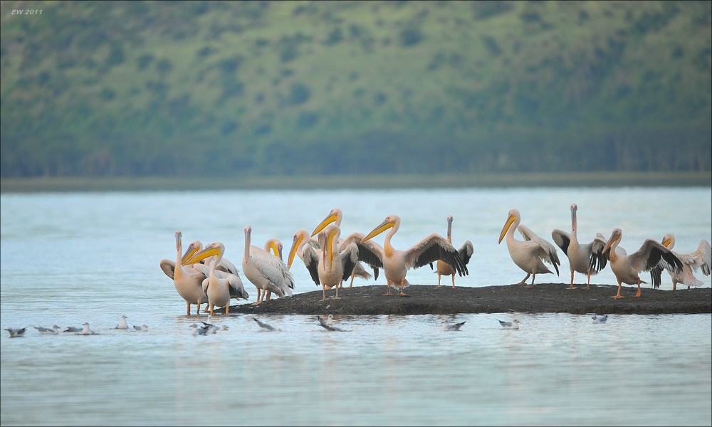 acomp Kenia 20111012 04258