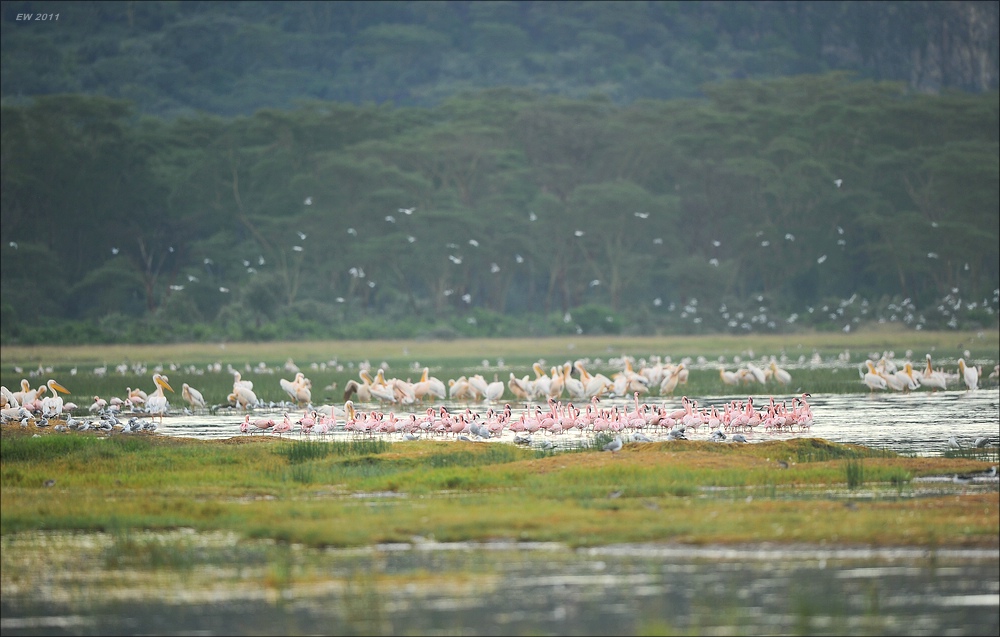 acomp Kenia 20111012 04330