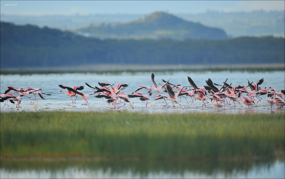 acomp Kenia 20111012 04405
