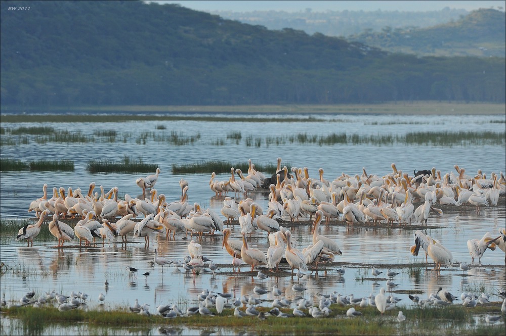 acomp Kenia 20111012 04507