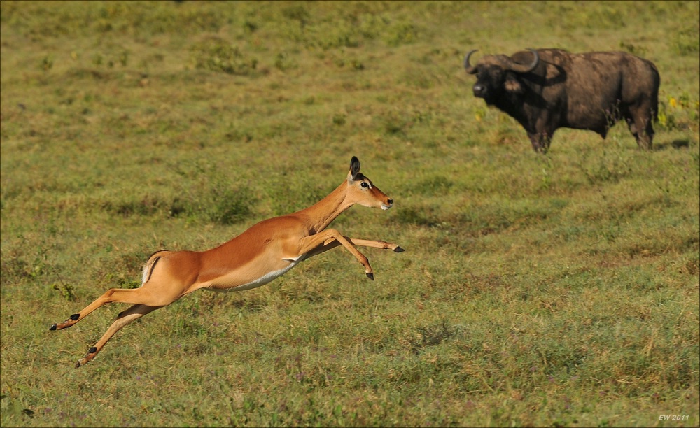 acomp Kenia 20111012 04734
