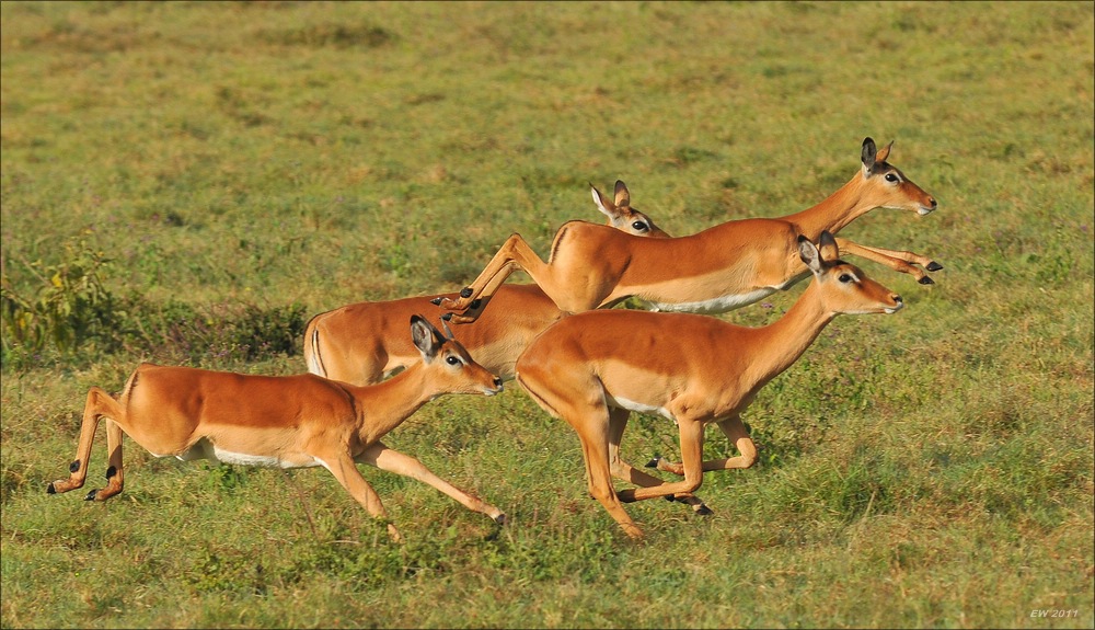 acomp Kenia 20111012 04753aa