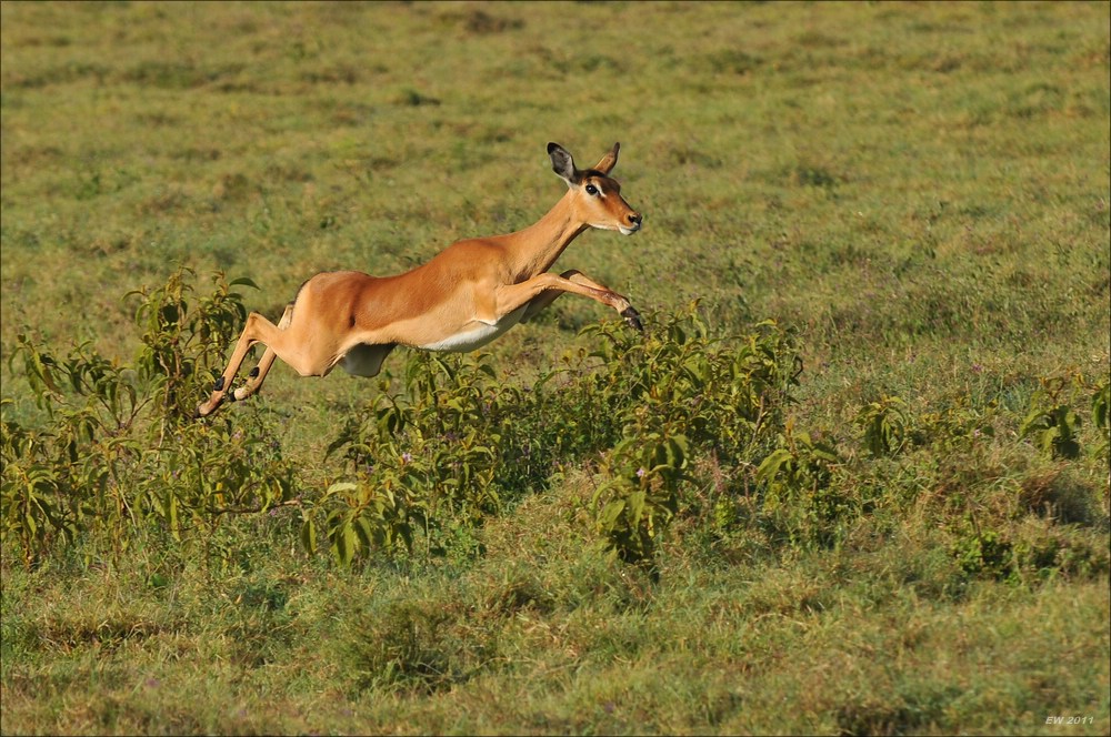 acomp Kenia 20111012 04816