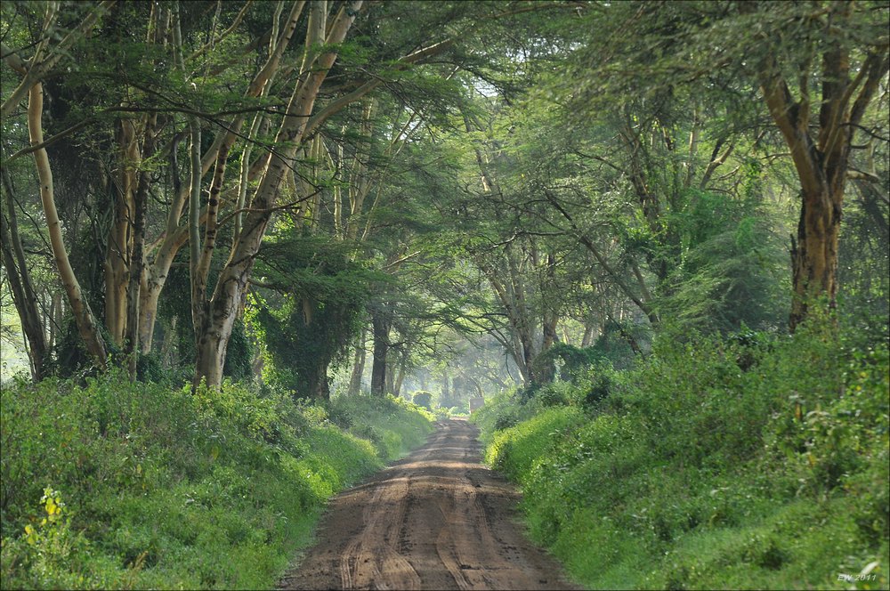 acomp Kenia 20111012 04851