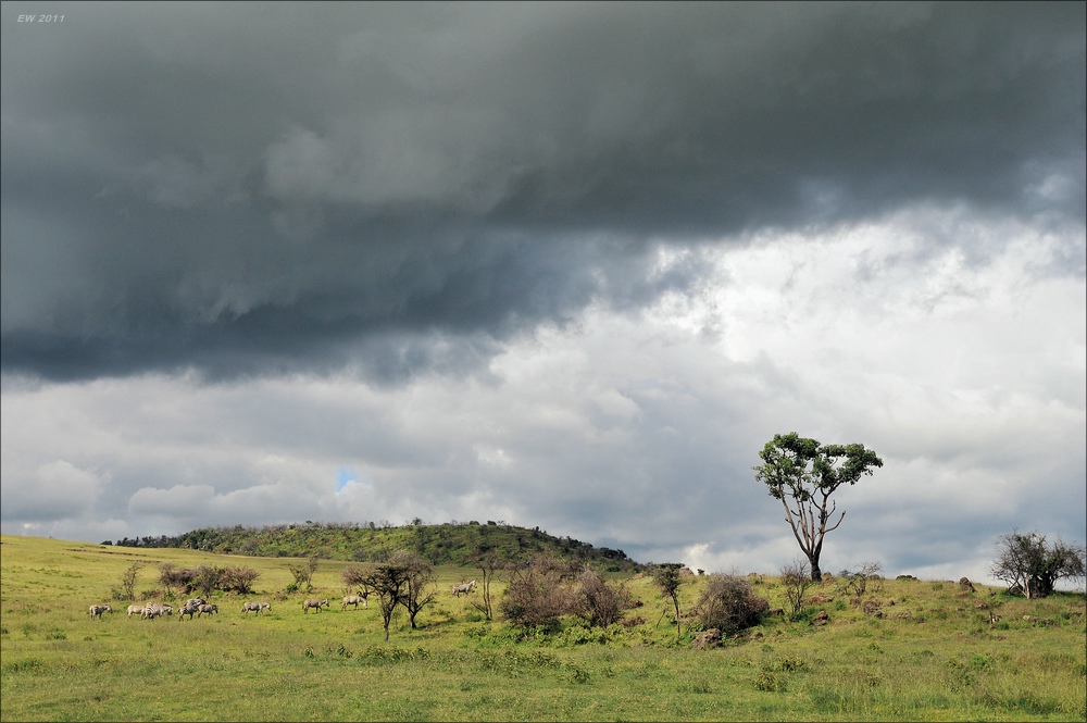 acomp Kenia 20111012 05170