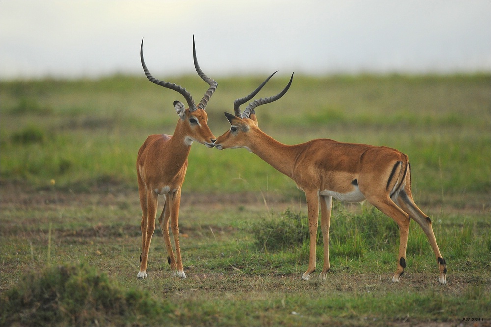 acomp Kenia 20111014 06476