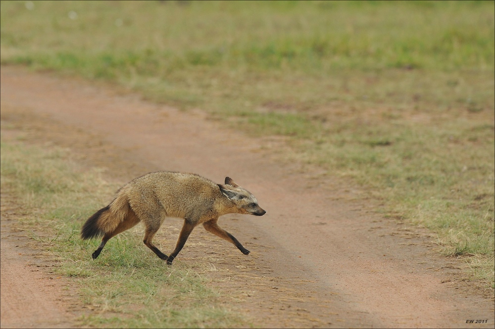 acomp Kenia 20111014 06920