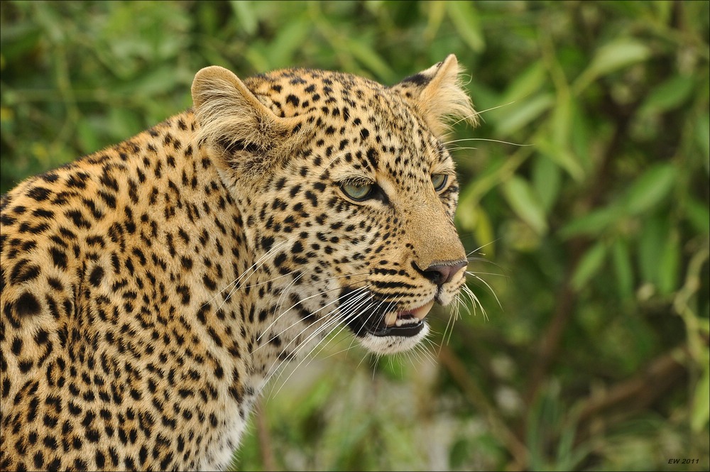acomp Kenia 20111014 07047