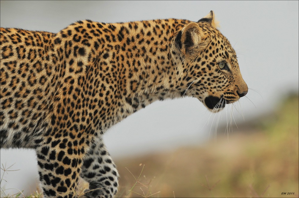 acomp Kenia 20111014 07071