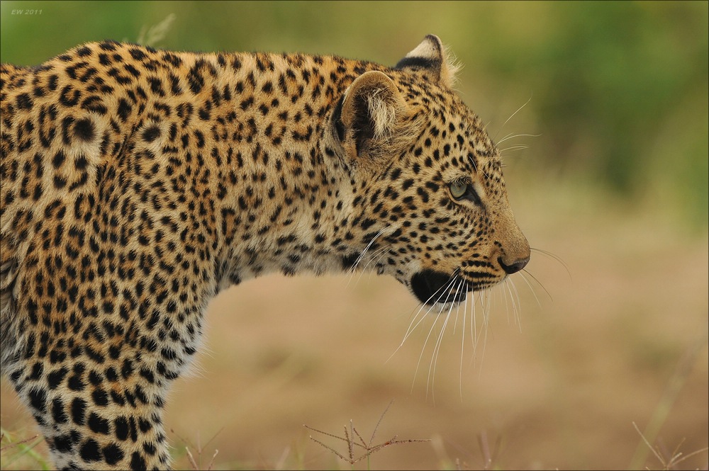 acomp Kenia 20111014 07075