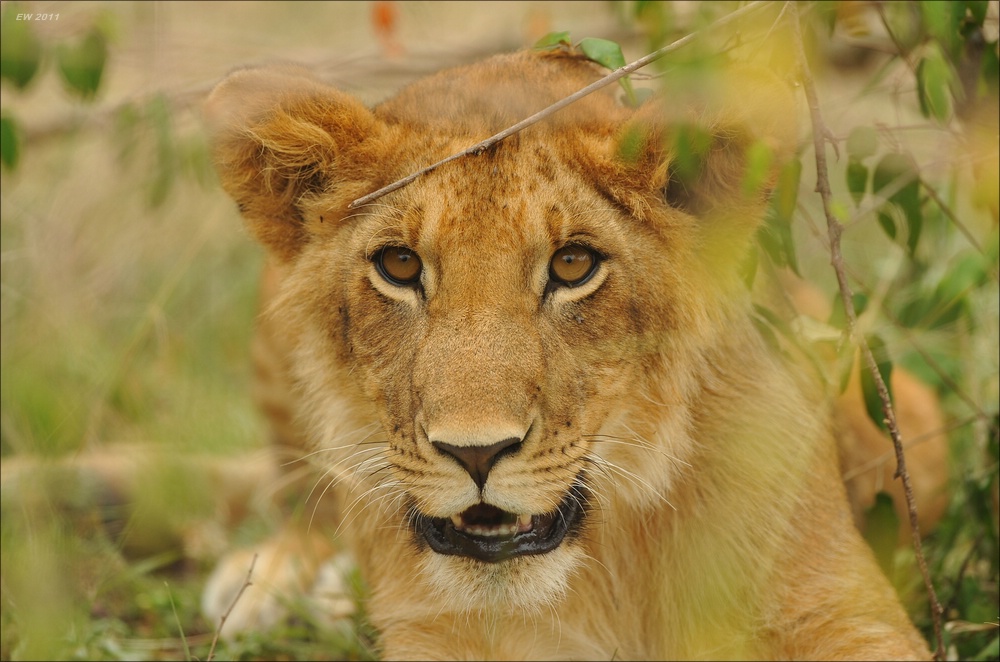 acomp Kenia 20111014 07453