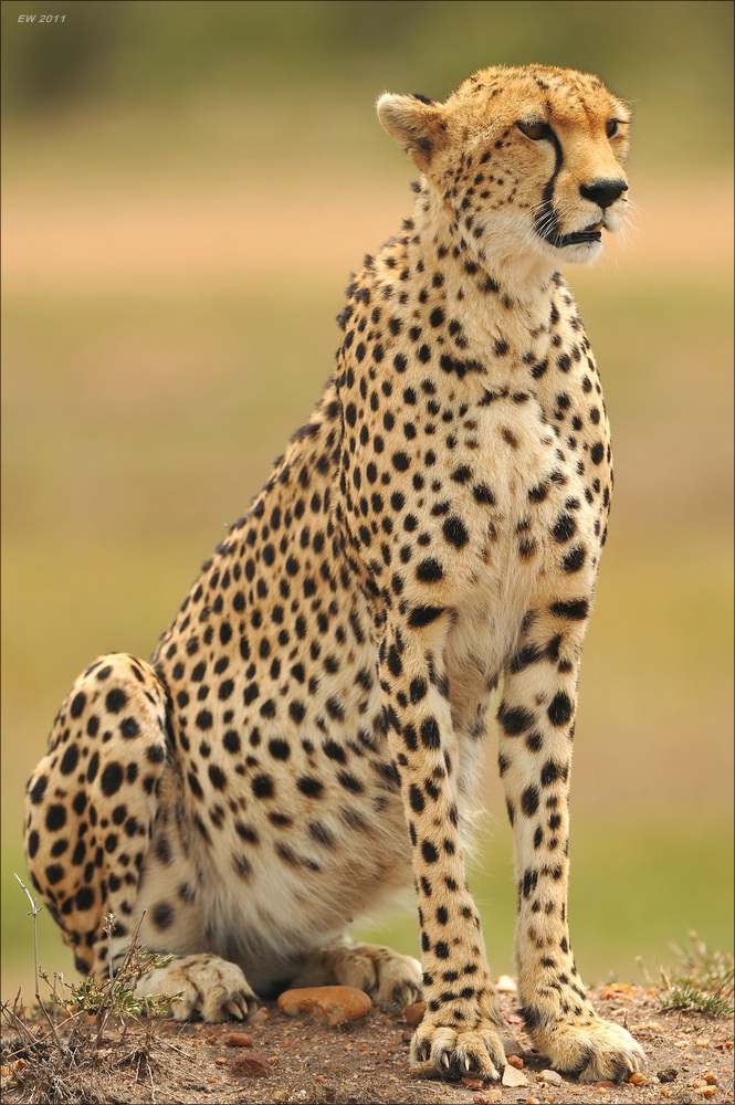 acomp Kenia 20111014 07651a