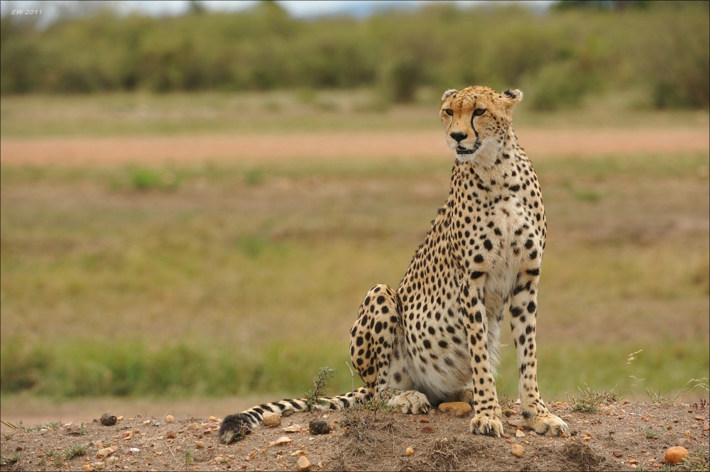 acomp Kenia 20111014 07740