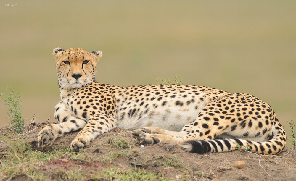 acomp Kenia 20111014 07975a