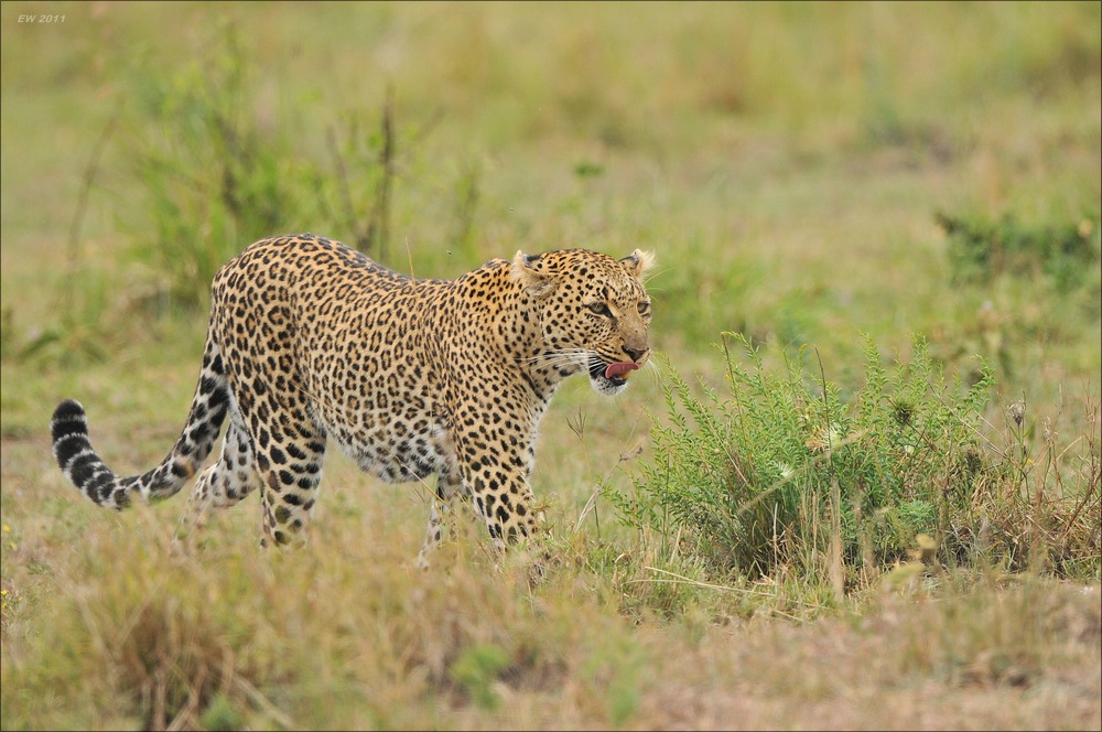acomp Kenia 20111014 08240