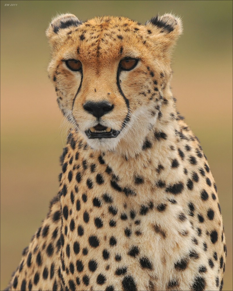 acomp Kenia 20111014 08404aa