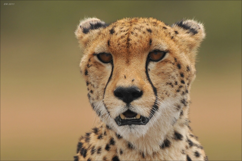 acomp Kenia 20111014 08411