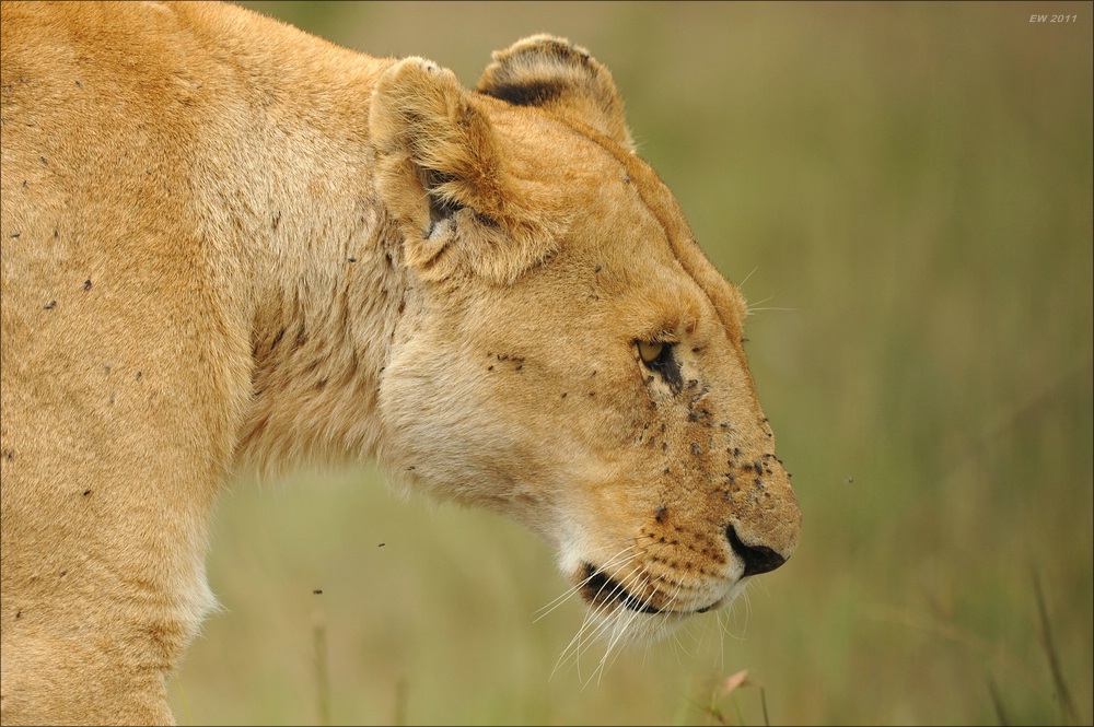 acomp Kenia 20111014 08600