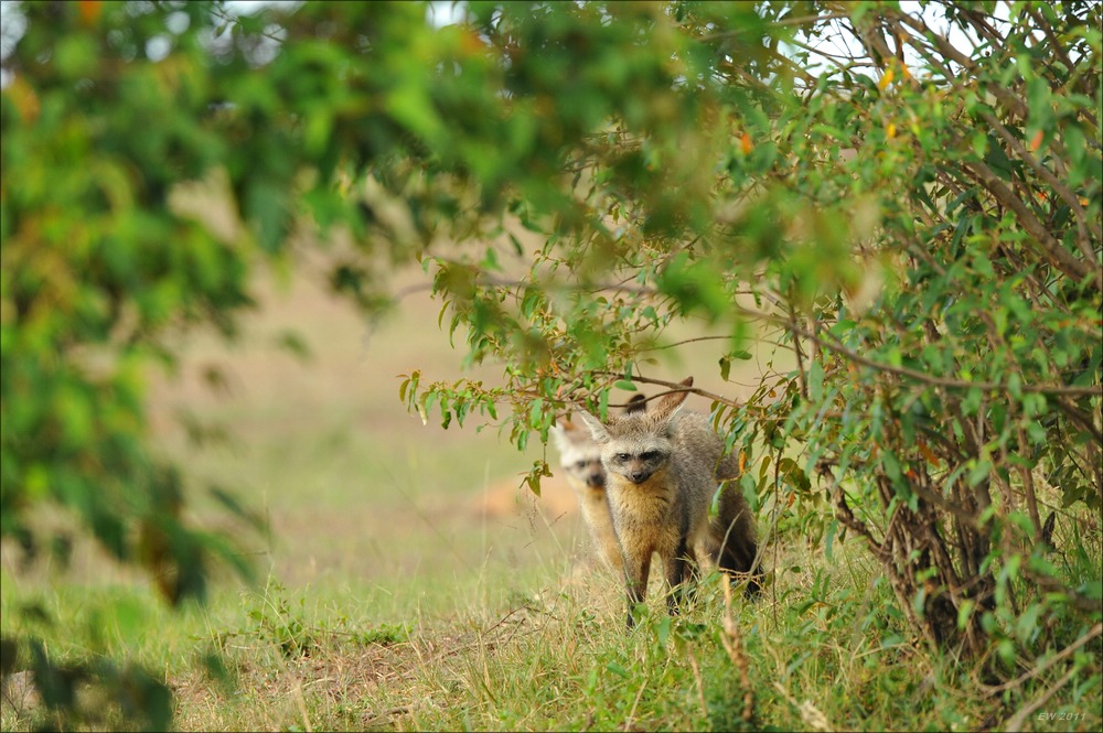 acomp Kenia 20111015 09463