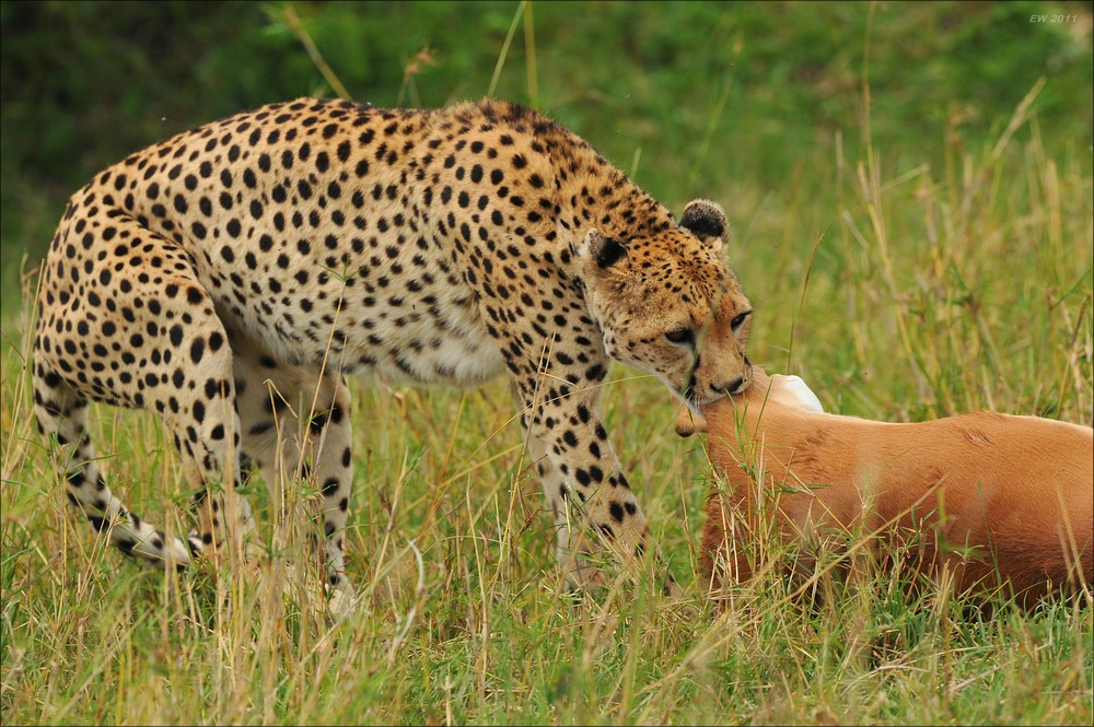 acomp Kenia 20111015 10210