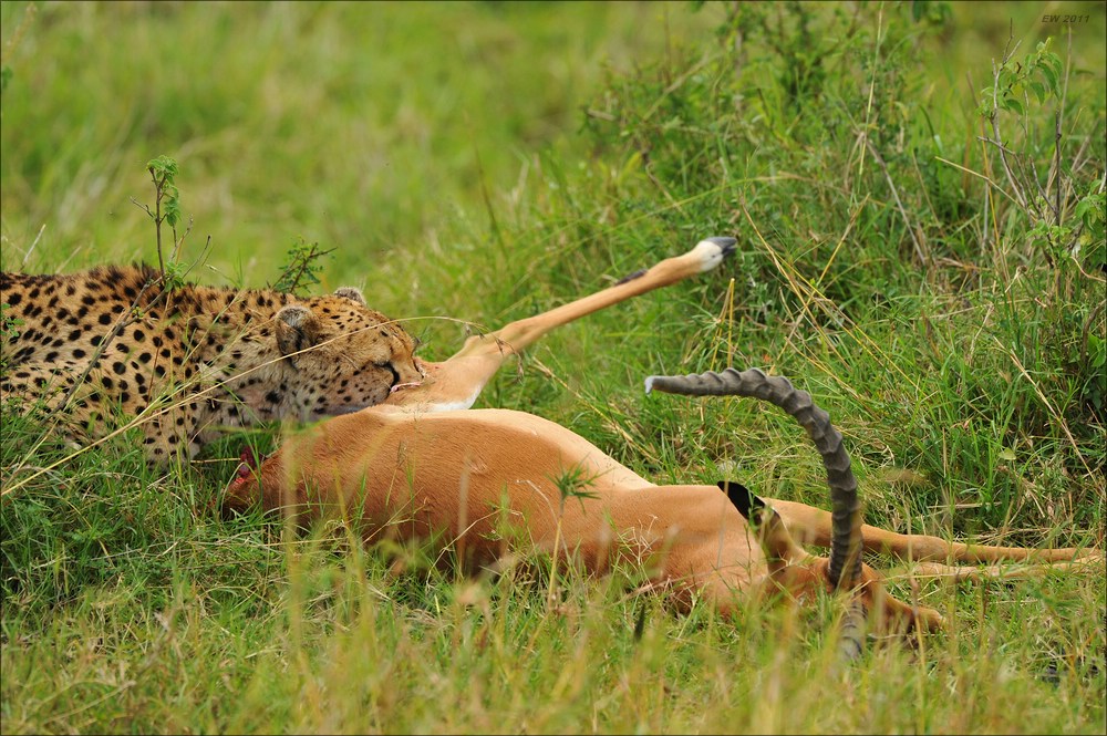 acomp Kenia 20111015 10333a