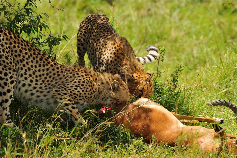 acomp Kenia 20111015 10357a