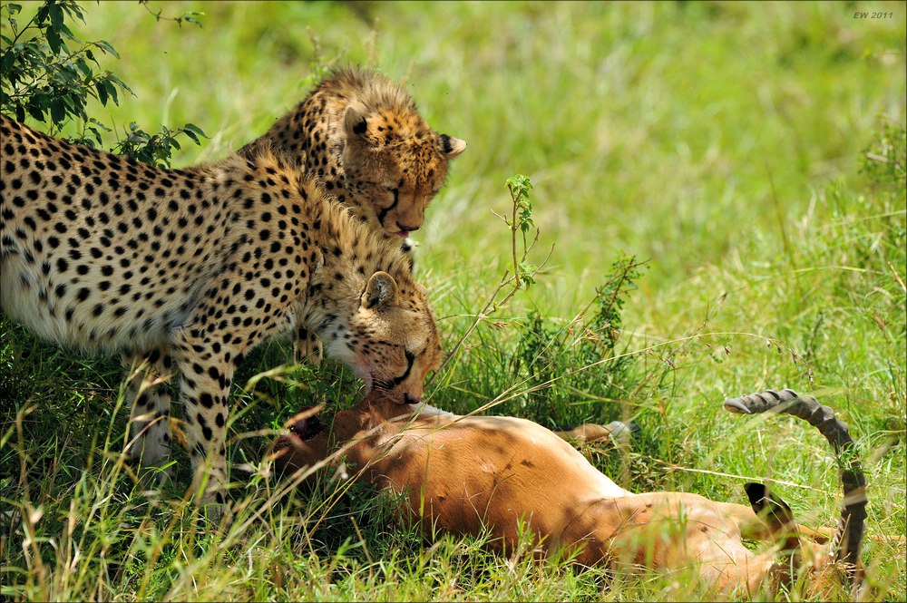acomp Kenia 20111015 10368