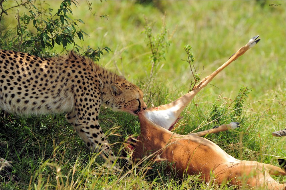 acomp Kenia 20111015 10376a