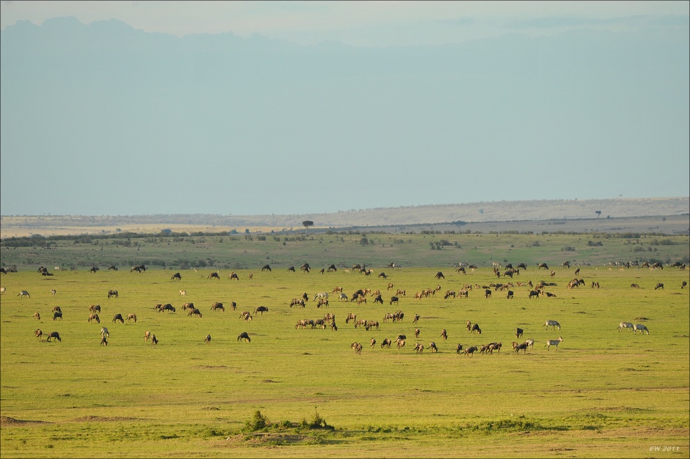 acomp Kenia 20111015 11086