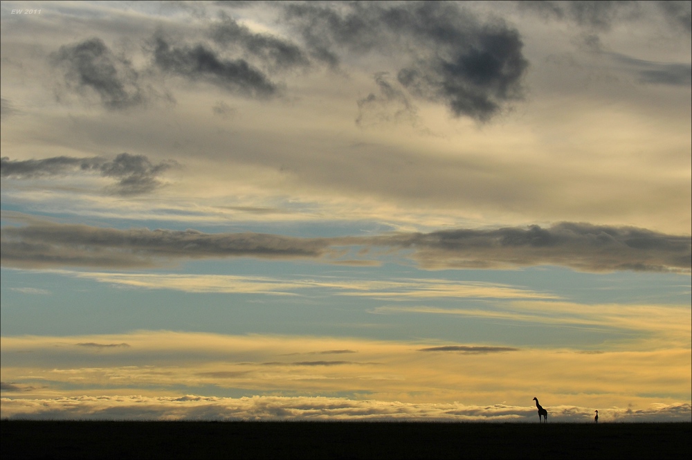 acomp Kenia 20111015 11892